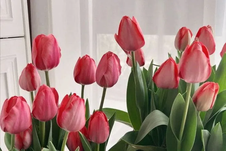 Hình nền hoa tulip hồng phai cho PC