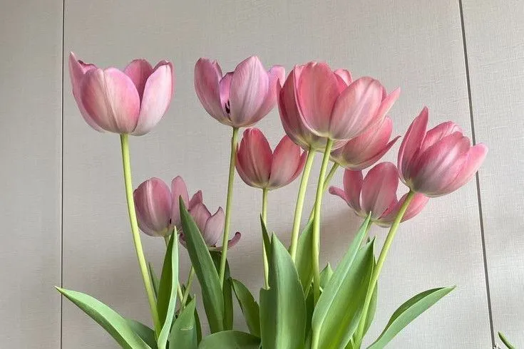 Hình nền hoa tulip hồng kép cho PC