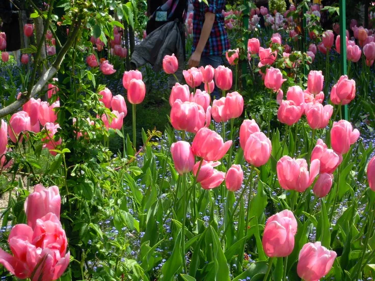 Hình nền vườn hoa tulip hồng thơ mộng