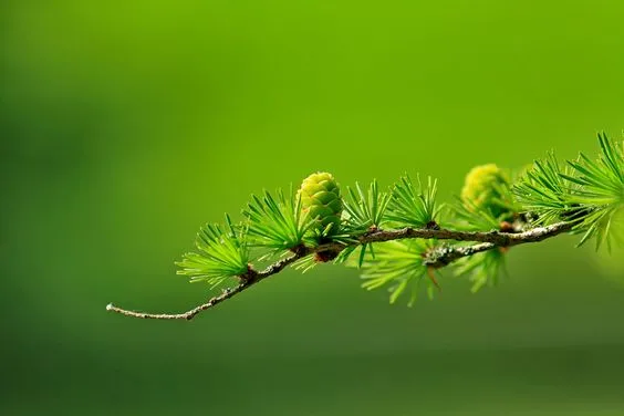 hình nền máy tính cây cối và bầu trời