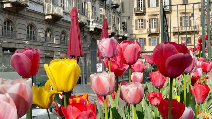 Hình nền hoa tulip trắng xanh Full HD
