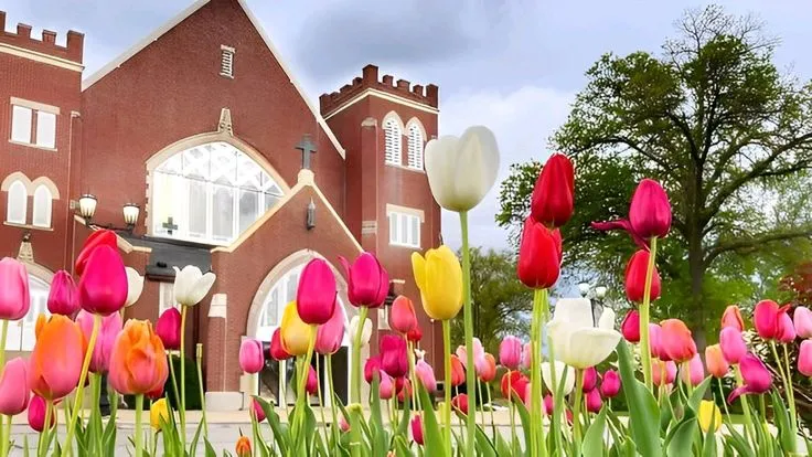 Hình nền hoa tulip hồng nhạt Full HD