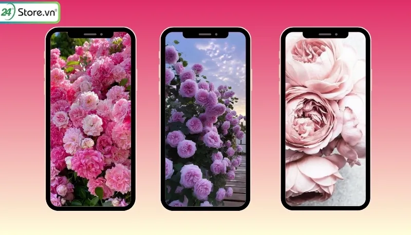 Bộ sưu tập hình nền hoa mẫu đơn tuyệt đẹp cho điện thoại và máy tính