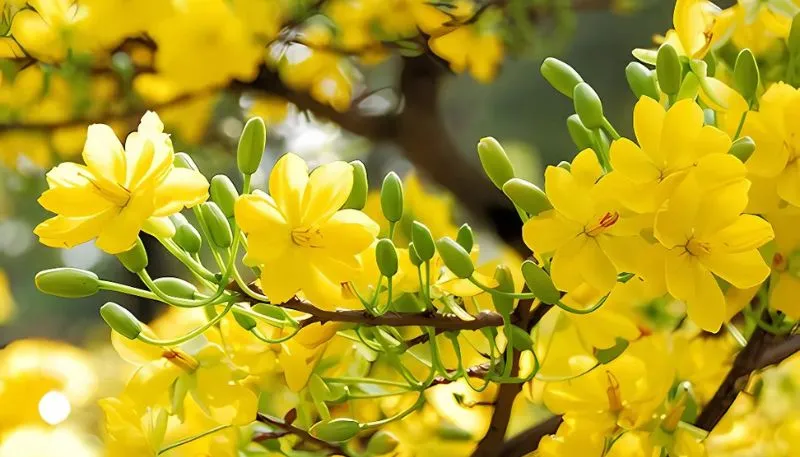 Tải ảnh hoa Mai vàng 
