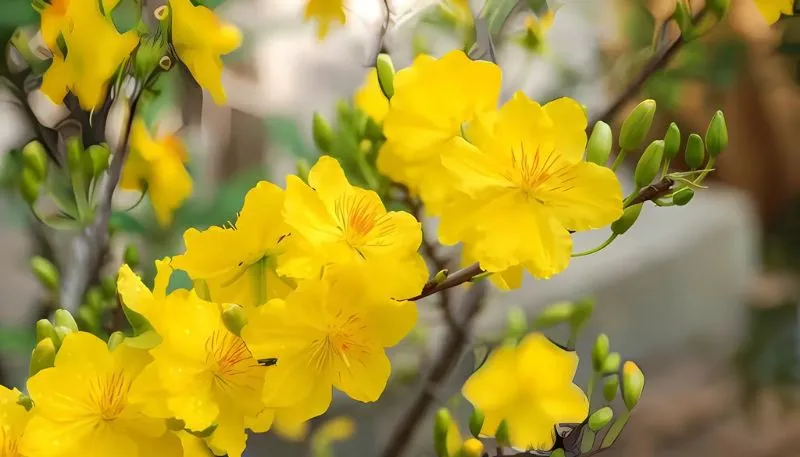 Tải ảnh hoa Mai vàng 