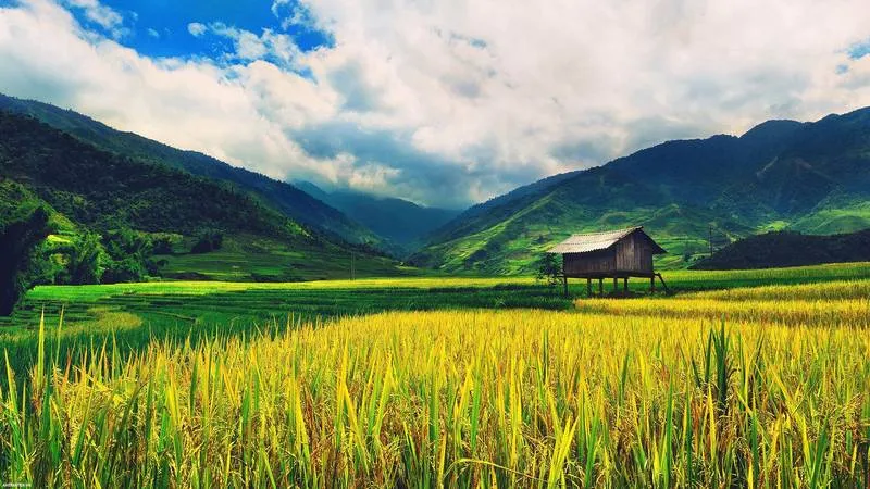 Cảnh hoàng hôn trên làng quê với những cánh đồng trải dài và ánh nắng chiều tà, một bức ảnh ấm áp, phù hợp làm hình nền máy tính.