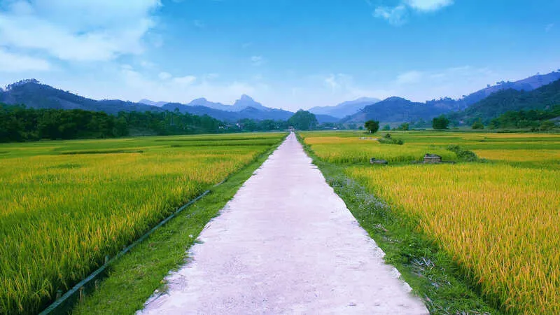 Cánh đồng lúa chín vàng óng ả dưới nắng, những ngôi nhà nhỏ ẩn hiện xa xa, một bức ảnh làng quê thanh bình, lý tưởng làm hình nền máy tính.