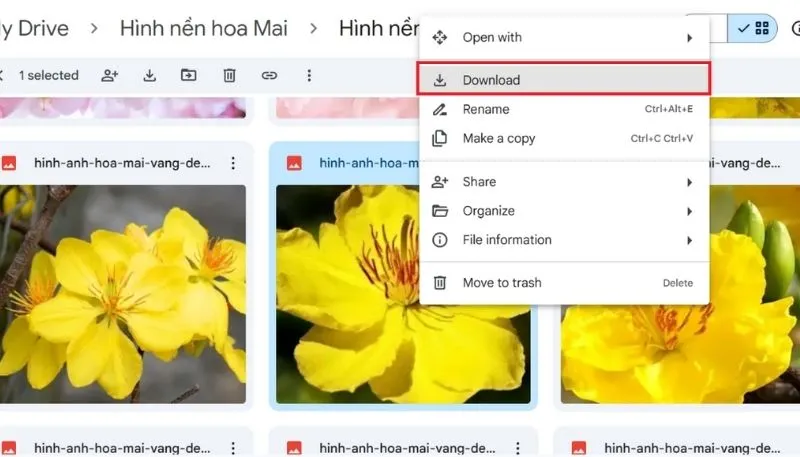 Tải hình nền hoa Mai cho máy tính