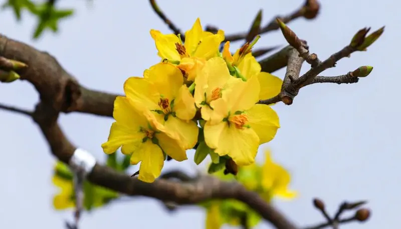 Tải hình nền hoa Mai vàng đẹp nhất