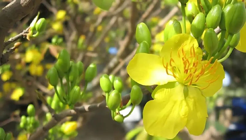 Tải hình nền hoa Mai vàng đẹp nhất