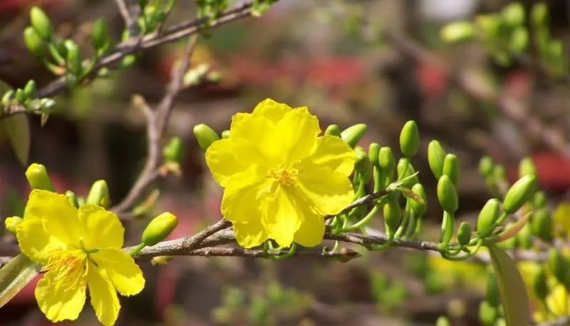 Tải hình nền hoa Mai vàng đẹp nhất