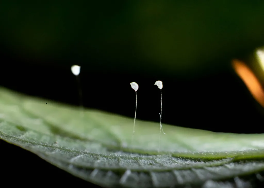 Cận cảnh thêm một góc khác của hoa Ưu Đàm được chia sẻ bởi anh Thanh Văn.