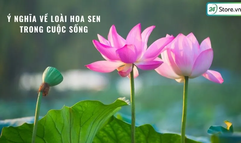 Ý nghĩa hoa sen trong văn hóa Việt Nam