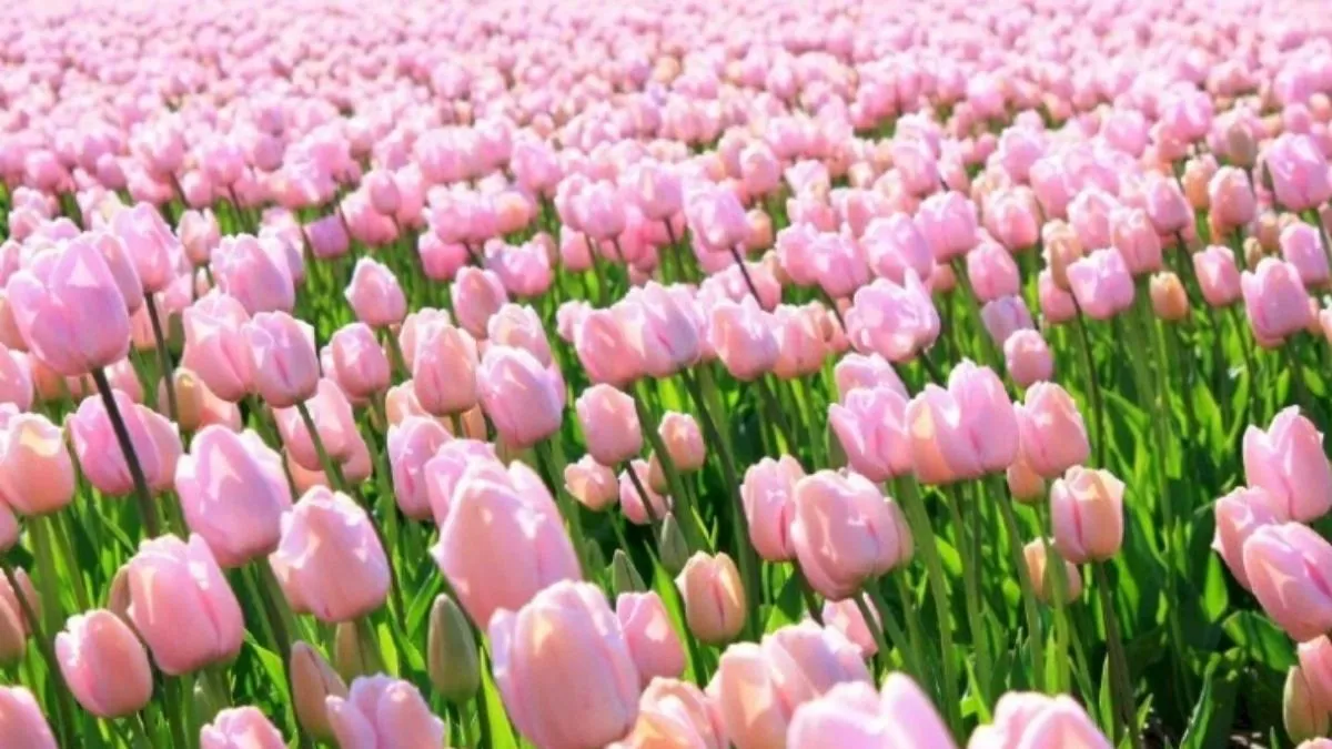 Ảnh bìa Facebook với hoa tulip thanh lịch
