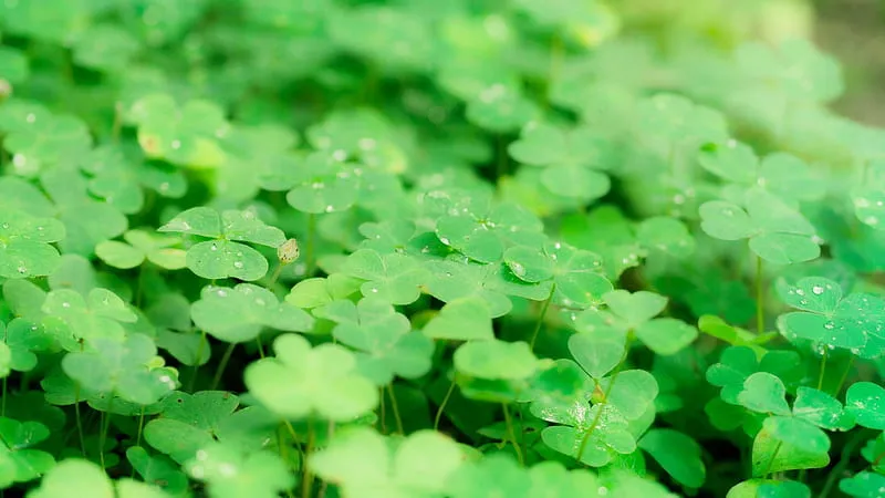 Hình ảnh cỏ ba lá may mắn tươi tắn giữa ánh nắng