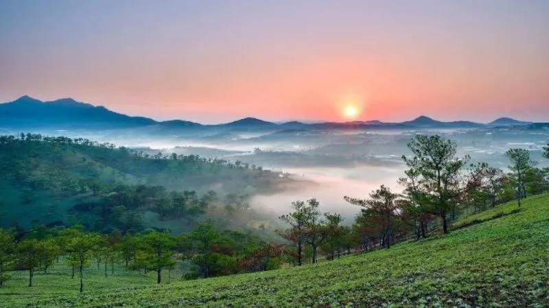 Bức tranh Đà Lạt mùa dã quỳ nở rộ