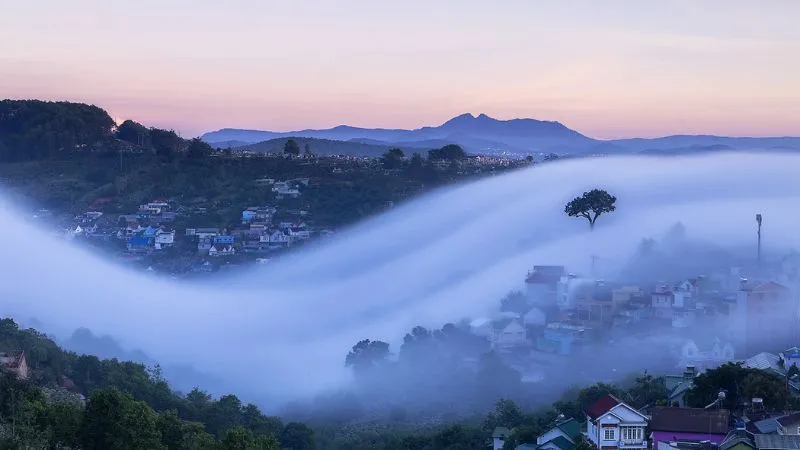 Đà Lạt bình minh với biển mây và đồi thông