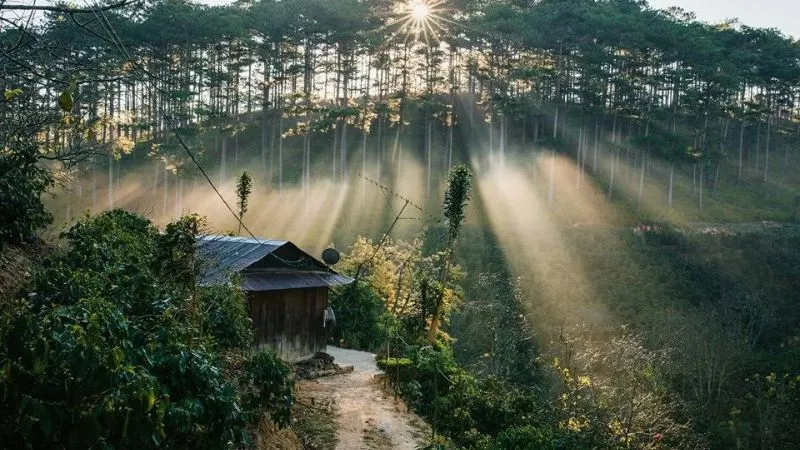 Đồi thông Đà Lạt chìm trong sương sớm bình minh
