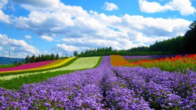 Cánh đồng hoa lavender thơ mộng ở Đà Lạt