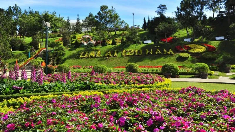 Cánh đồng hoa cẩm tú cầu nở rộ ở Đà Lạt