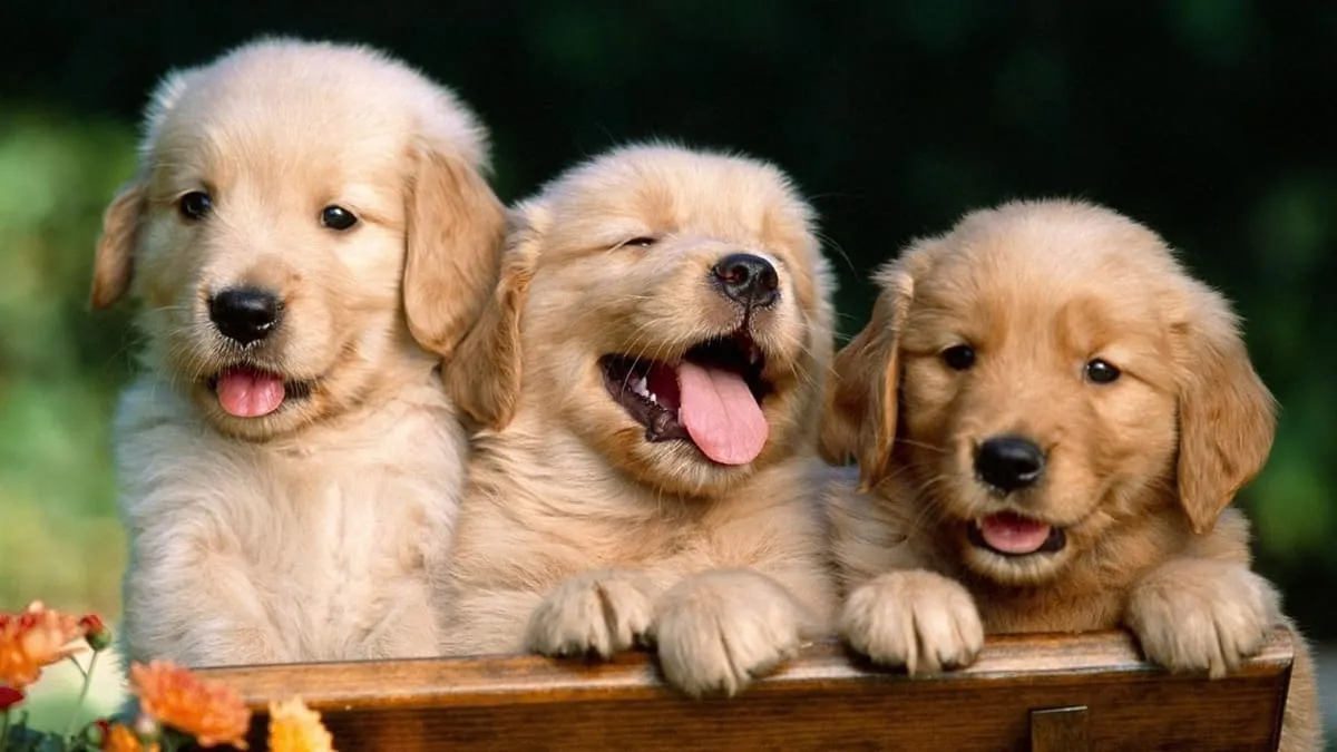 Mèo với biểu cảm ngạc nhiên và hai chân trước giơ lên