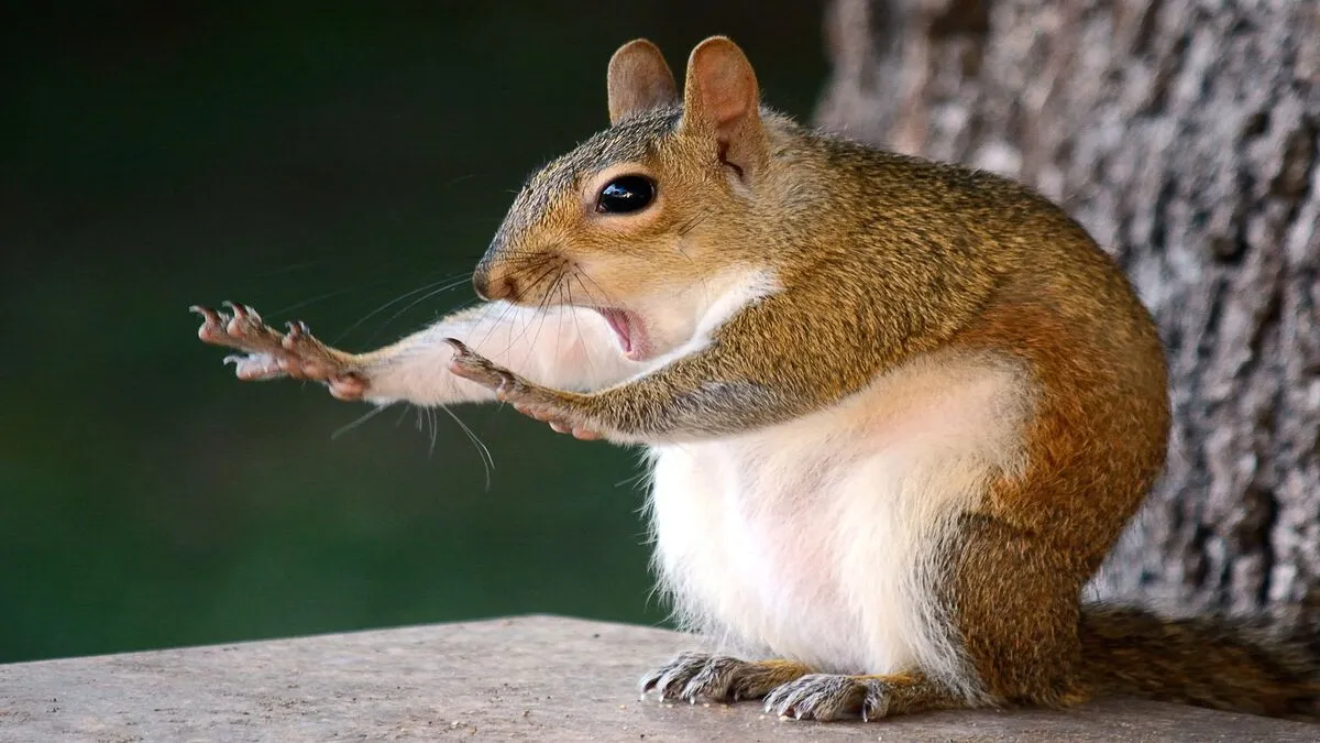 Chó với biểu cảm ngạc nhiên, hai mắt mở to