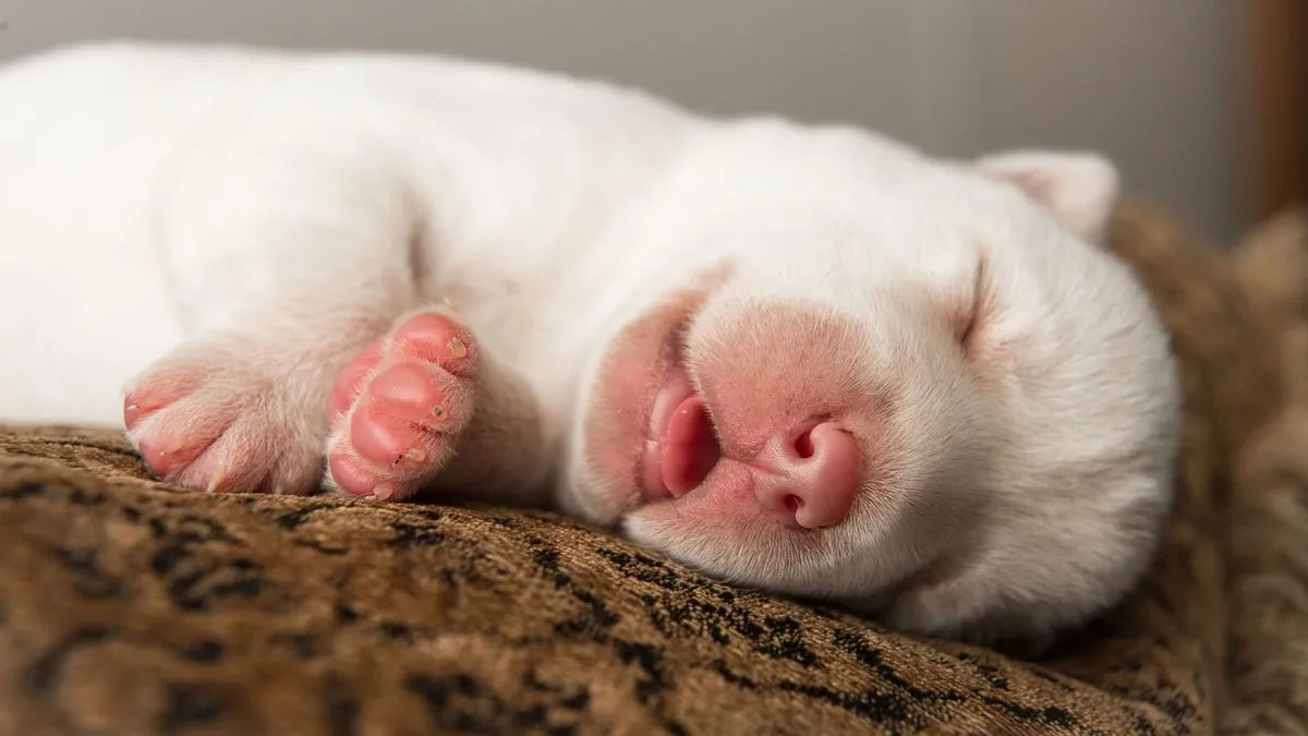 Mèo ngồi trước máy tính, như đang làm việc