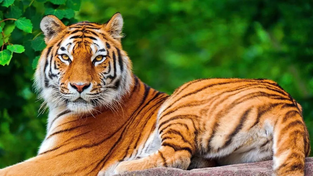 Hổ Bengal oai vệ trong rừng xanh