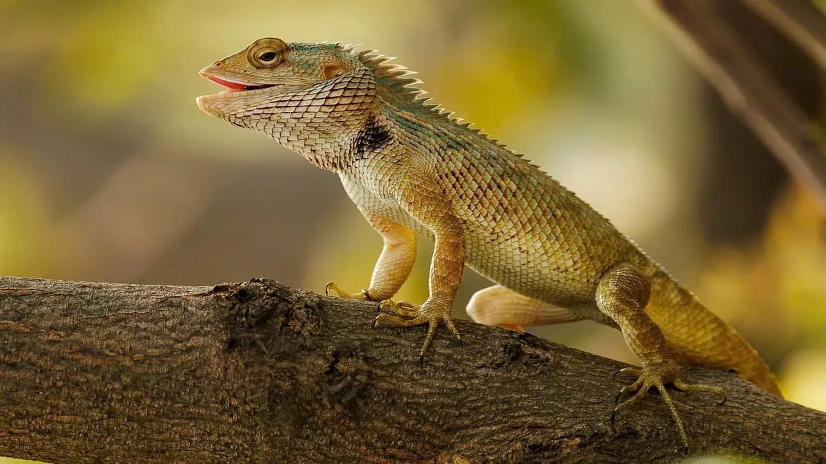 Báo hoa mai đang ngồi trên cành cây