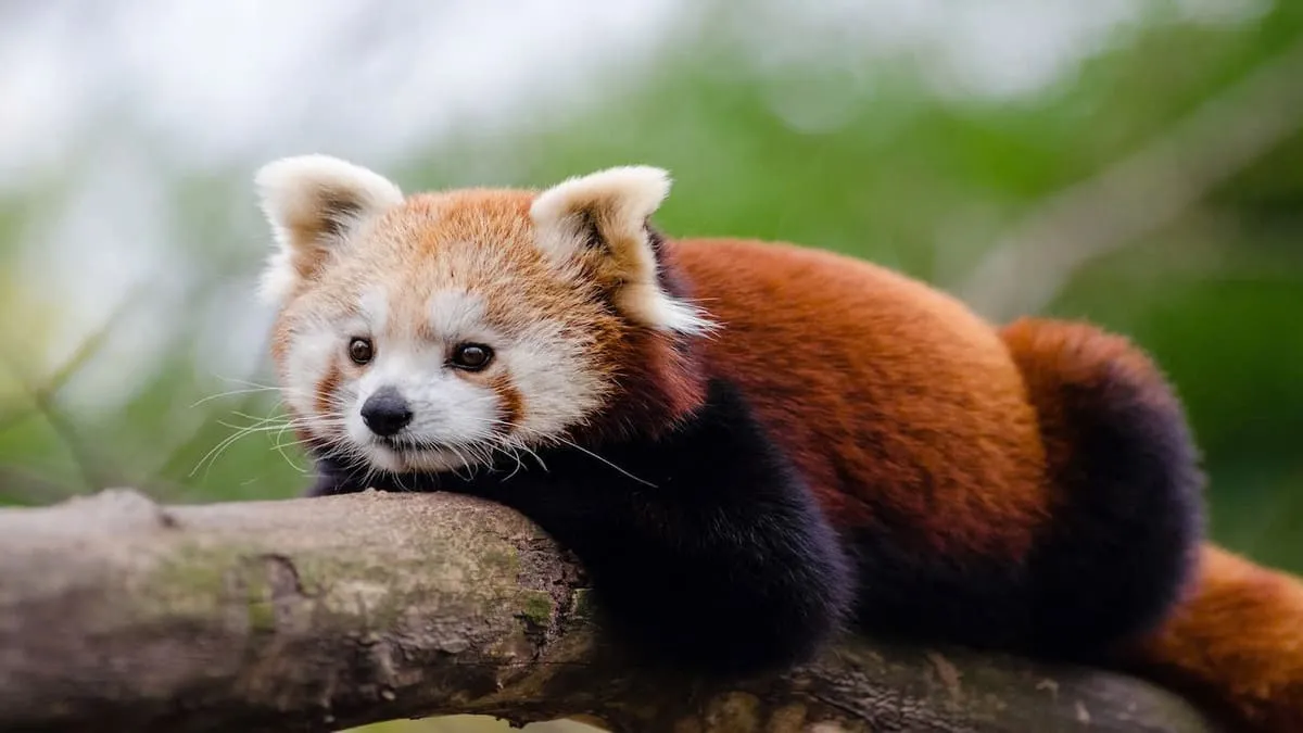 Cáo Fennec với đôi tai lớn đáng yêu