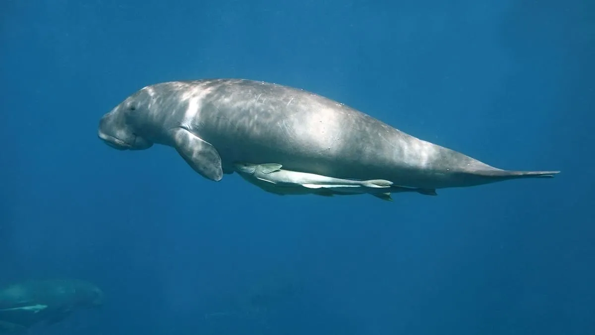Cá tầm Beluga với hình dáng độc lạ