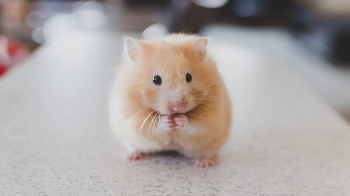 Chuột hamster lông mềm đang cầm thức ăn trong tay