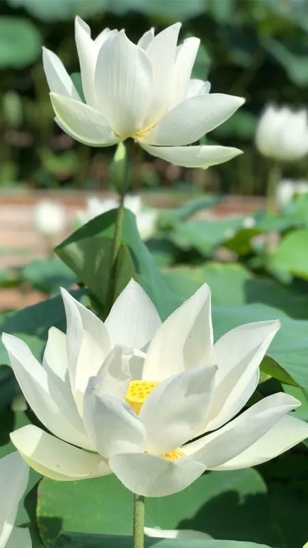 Cận cảnh hoa sen trắng thanh khiết, làm hình nền giúp tìm thấy sự bình yên.