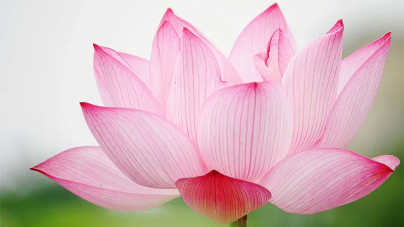 Cánh hoa sen hồng đào nở bung, hình nền tạo cảm giác hứng thú và tràn đầy năng lượng.