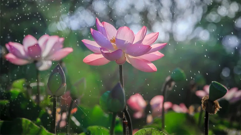 Bông sen 4K với hiệu ứng chiều sâu ấn tượng, mang lại cảm giác thư giãn và giảm stress.