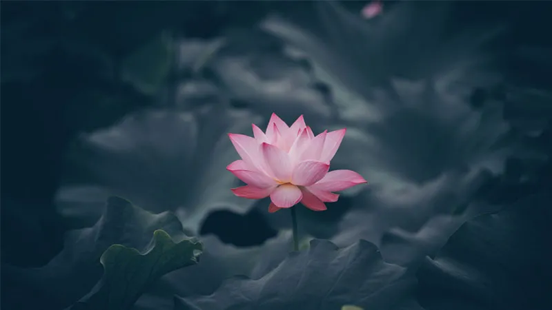Hình nền hoa sen 4K cận cảnh, là nguồn cảm hứng cho trí tưởng tượng và sự sáng tạo.