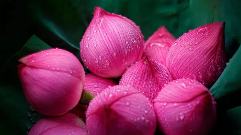 Hồ sen với hiệu ứng 4K, tạo không gian yên tĩnh và thanh bình trên màn hình máy tính.
