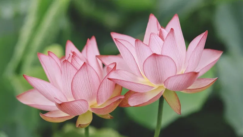Hoa sen hồng chúm chím trong sương mai, tạo nên bức tranh mới mẻ và đẹp diệu kỳ.