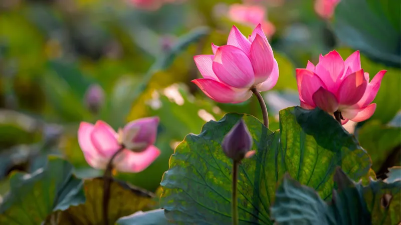 Cảnh hoa sen lung linh với những giọt sương đọng trên cánh, gợi cảm giác bình yên buổi sớm.