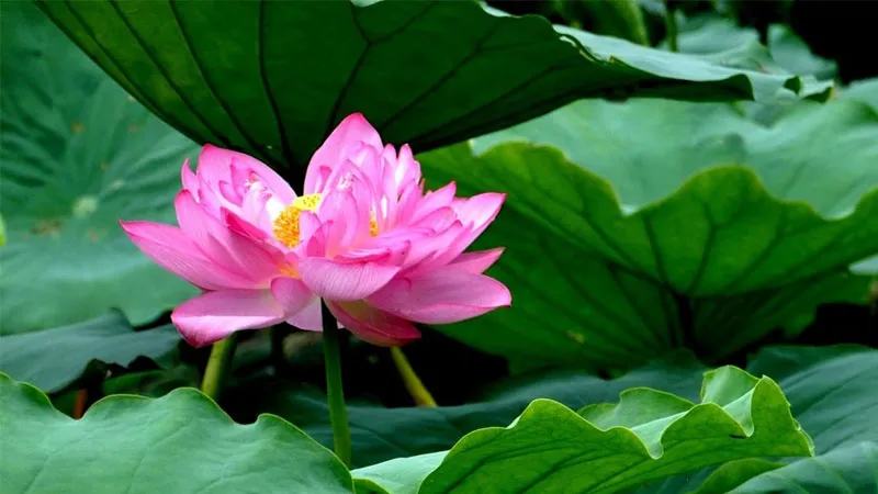 Hình nền hoa sen trong sương sớm, mang lại nguồn động lực và cảm giác tĩnh lặng cho tâm hồn.