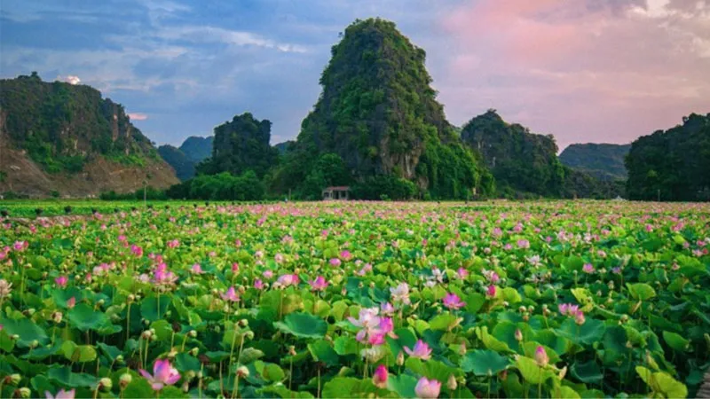 Bông hoa sen hồng tươi tắn ướt đẫm sương, giúp thư giãn sau những ngày bận rộn.