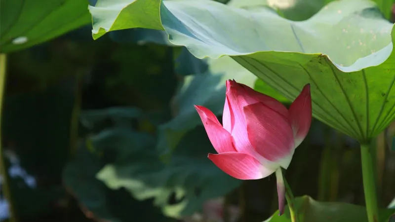 Hình ảnh hoa sen khoe sắc trong sương mai, thể hiện vẻ đẹp thanh khiết và dịu dàng.