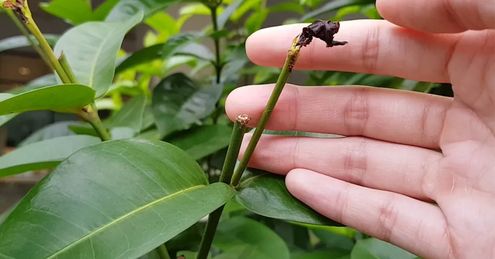 Biện pháp xử lý khi cây bị ngộ độc đạm
