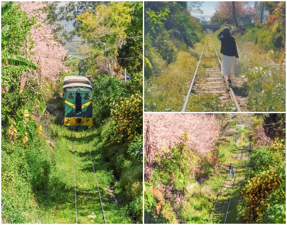 Cung đường tàu hỏa tuyệt đẹp từ Ga Đà Lạt đi Trại Mát, mang lại những hình ảnh tàu hỏa đẹp ngập tràn cảm xúc