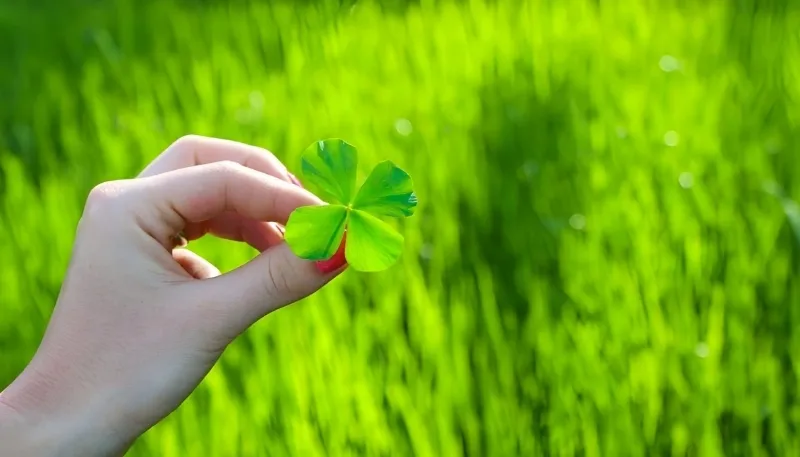 Cỏ 4 lá hình nền máy tính mùa xuân