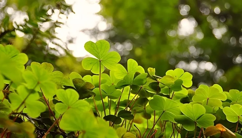 Cỏ 4 lá may mắn cho máy tính