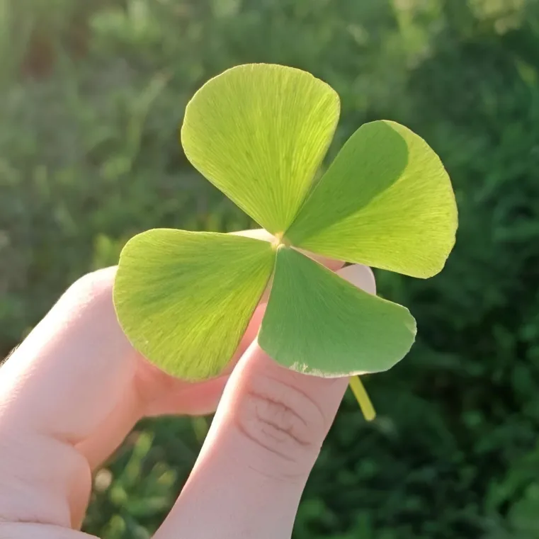 Cỏ 4 lá hình nền avatar có ánh sáng