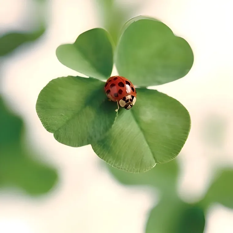 Cỏ 4 lá hình nền avatar cá tính