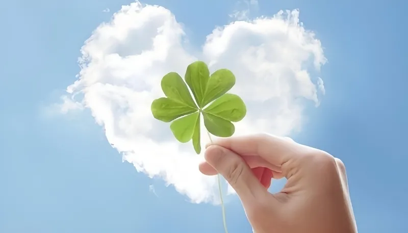 Cỏ 4 lá nổi bật trên máy tính