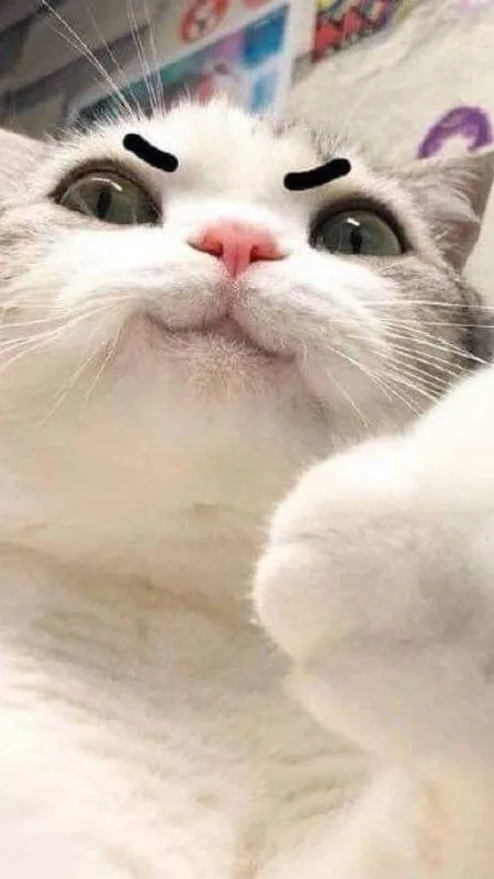 hình nền mèo biểu cảm hài hước